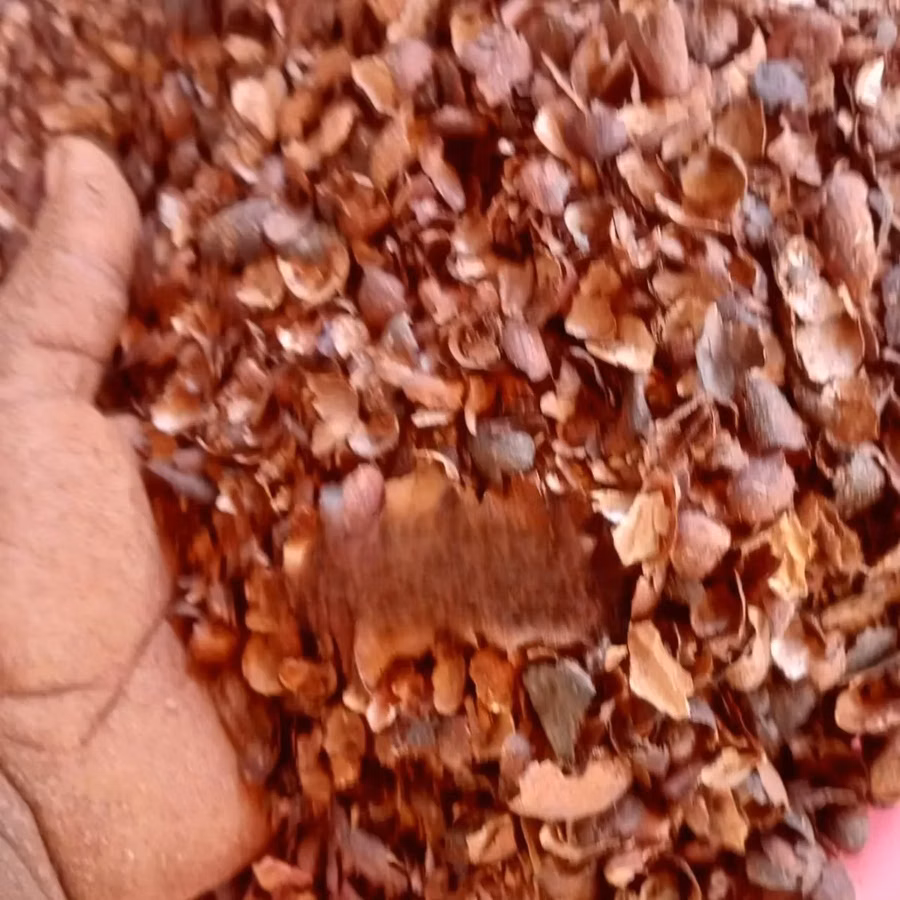 Cocoa Shells