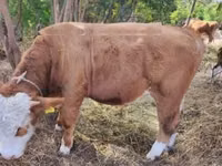 सांड, हंगेरियन ग्रे नस्ल — फ़ोटो 3