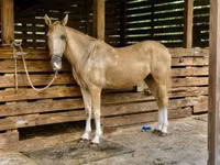Horse (M), Quarter Horse — photo 3