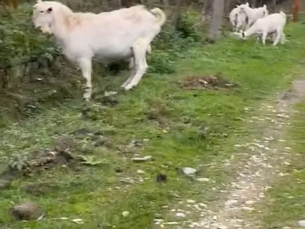 Cabra, Saanen goat