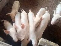 Pigs (batch, sex not specified), Pigs — photo 3