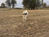 Cow, Alatau breed — photo 5
