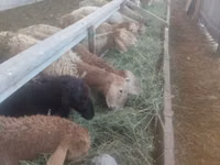 母羊, Sheep — 照片 4