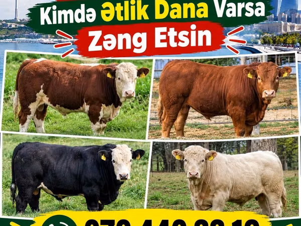 Toro, Ganado vacuno