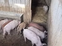 Pigs (batch, sex not specified) — photo 8