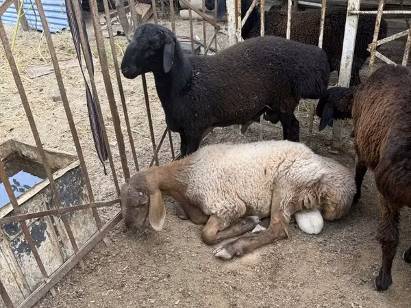Ram, Sheep