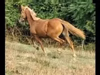 घोड़ी, Haflinger — फ़ोटो 2