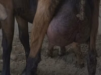 عنزة, Czech Brown Shorthaired goats — الصورة 1