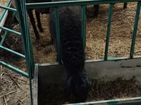 Ram, Sheep — photo 2
