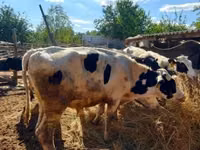 Bulle, Russian Black pied cattle — Foto 4