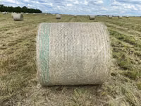 Eragrostis bales - Round / Big (For Sale) — الصورة 2