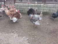 Turkeys — फ़ोटो 3