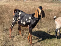 تيس, Nubian Goat — الصورة 1