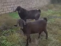 Cabro, Cabras — foto 2