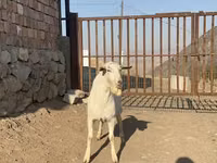 公山羊, Saanen goat — 照片 3
