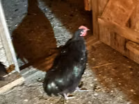 Chickens — الصورة 7