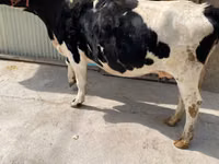 Kuh, Holstein-Rasse — Foto 3