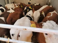 Bull, Cattle — photo 2