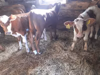 सांड, Simmental cattle — फ़ोटो 1