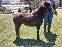 公马, Miniature horse — 照片 5