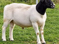 Widder, Beltex sheep — Foto 1