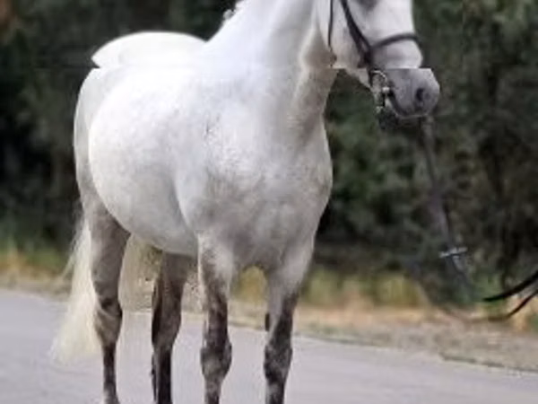 Caballo, Falabella