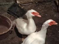 Ducks — 照片 1