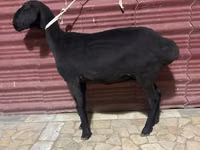 Sheep (batch, sex not specified), Sheep — photo 4