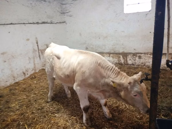 Bull, Cattle