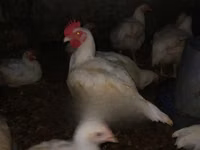 Chickens — photo 2