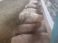 母羊, Sheep — 照片 1