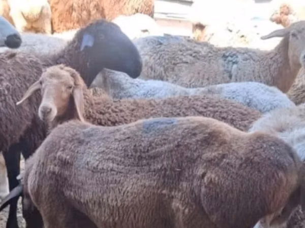 Sheep (batch, sex not specified), Sheep