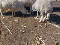 Ram, Assaf sheep — photo 2