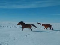 公马, Kushum Horse — 照片 2