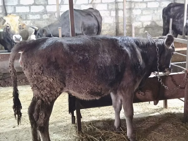 Cow, Cattle