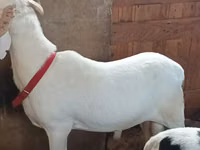 Ram, Sheep — photo 4