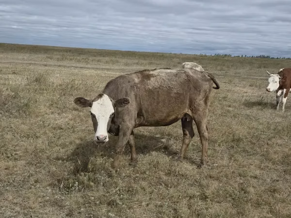 Vaca, Vaca kazaja de cabeza blanca