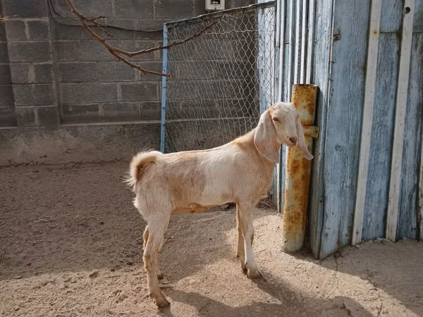 Goat, Kamori goats