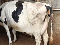 母牛, Russian Black pied cattle — 照片 2