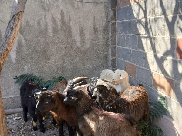 Billy Goat, Goats