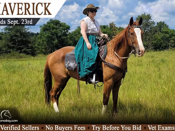 حصان, Quarter Horse