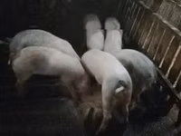 公猪, Pigs — 照片 1