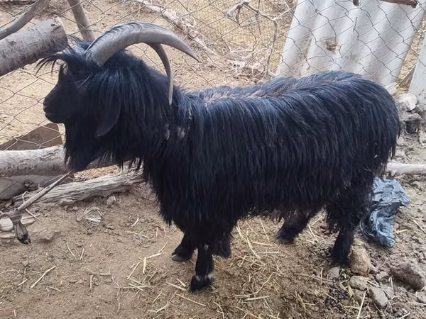 Ziege, Dagestan coarsewool goat