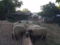 نعجة, Tsigai sheep — الصورة 1