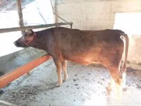 母牛, Red Estonian cattle — 照片 2