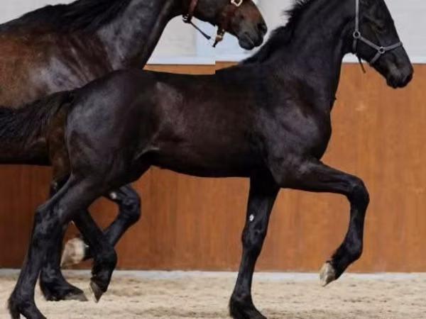حصان, Appaloosa