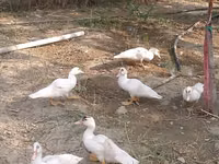 Ducks — foto 6