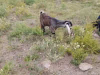 Sheep (batch, sex not specified), Sheep — photo 4