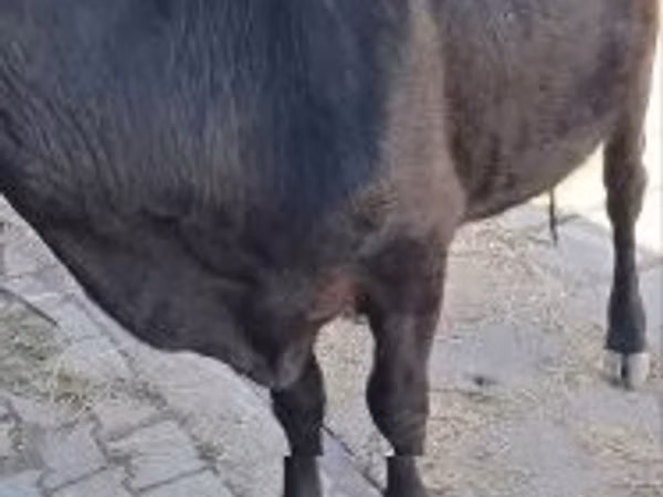 Vaca, Ganado vacuno