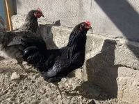 Chickens — फ़ोटो 4